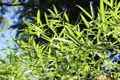 Indoclamus solidus - bambus - listy (120g)